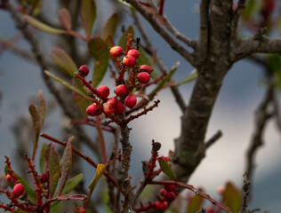 wild re berries on tree