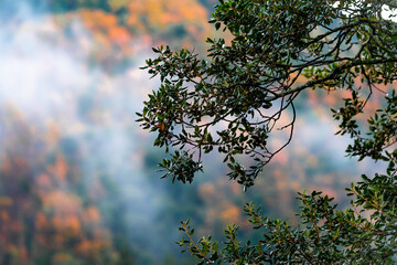 Green leaves branch tree close up in the forest. Defocused blurred autumn background with space for text - valley in fall with yellow and orange trees.