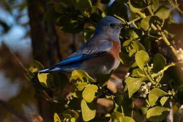 Obraz premium blue bird