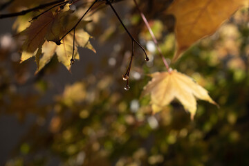 Fall leaves dew
