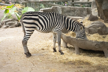Fototapeta na wymiar zebra eating grass in a zoo