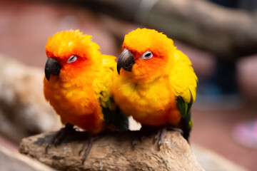 Fototapeta na wymiar couple of lovely parrots in the outdoor