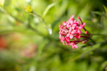 The background image of the colorful flowers