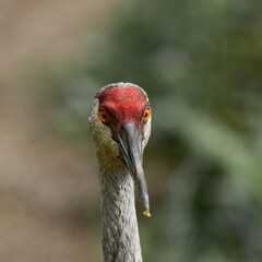 Sandhill Crane mirando a la camara