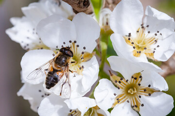hoverfly on pear blossom