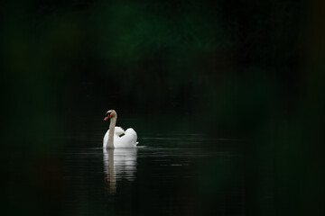 Cisne blanco en el agua