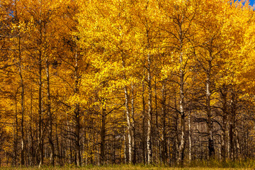 Grove of aspens at autumn in Colorado