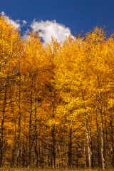 Fototapeta premium Grove of aspens at autumn in Colorado