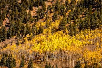 Colorado hillside at autumn