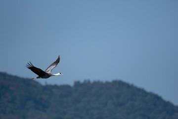 Fototapeta na wymiar Hooded crane flying with back of forest