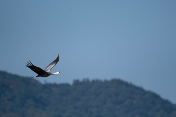 Hooded crane flying with back of forest