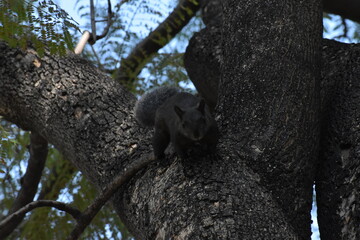squirrel on tree