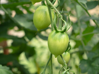 two green tomatoes grow on a branch in a greenhouse
