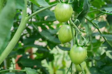three green tomatoes grow on a branch in a greenhouse