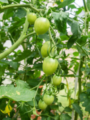 green tomatoes grow on a branch in a greenhouse
