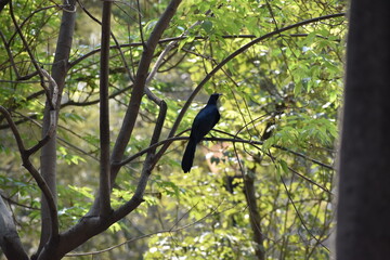 crow on a branch