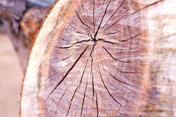 Structure and texture of a ironwood hardwood timber, close detail in perspective view.