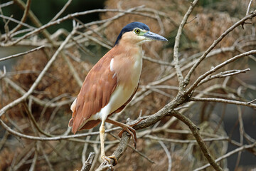 Nankeen Night Heron on the tree, Victoria , Australia