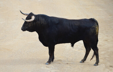 toro de lidia español con granes cuernos en una plaza de toros