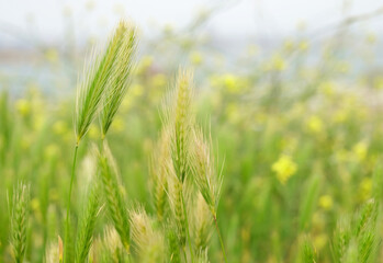 Wild barley plant in the field, green grass and wild rape in blurred background.