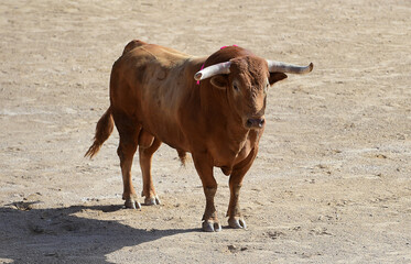 toro de lidia español con granes cuernos en una plaza de toros