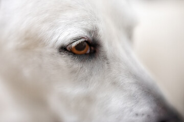 Eye of a Labrador Retriever, selective focus