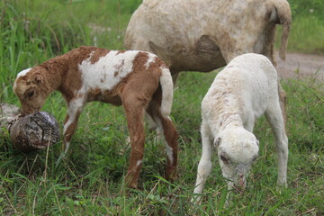 Fototapeta premium Little goats eat grass and wood