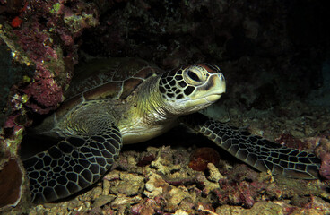 Obraz premium Green Turtle resting in a cave Cebu Philippines