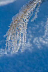 Fototapeta na wymiar 冬のススキの穂に付いた雪と霧氷 