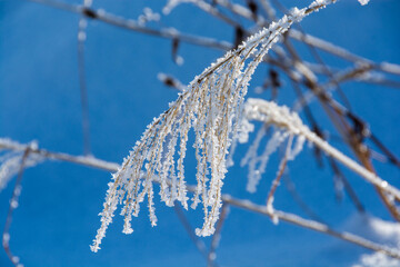冬のススキの穂に付いた雪と霧氷
