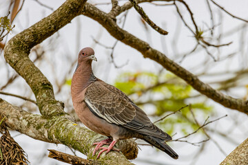 A colorful wild pigeon perched on a tree branch