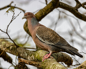 A colorful wild pigeon perched on a tree branch