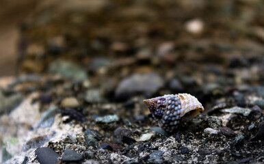 
white shell with black snail on stone