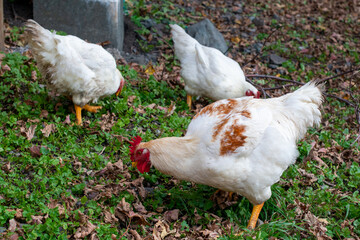 Mature chickens feeding in a farmyard.  The free range chick has a bright red comb and clean white feathers. The ground is green with orange leaves. The domestic birds or pets are outdoors.