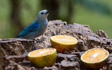 A blue grey tanager has found citrus fruits at a bird feeder in Costa Rica.