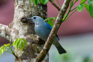 Blue Grey Tanager in Costa Rica Rainforest
