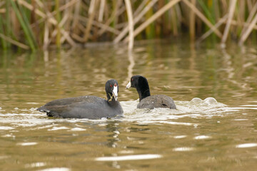 American coot fighting over some food .