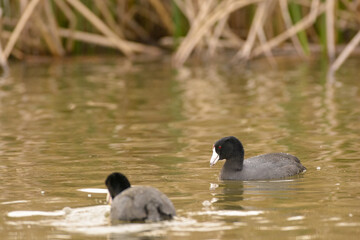 American Coots swimming and feeding