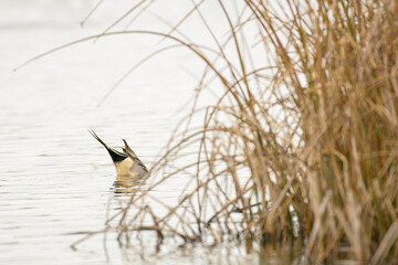 Northern Pintail Drake ducks dabbling and bobbing