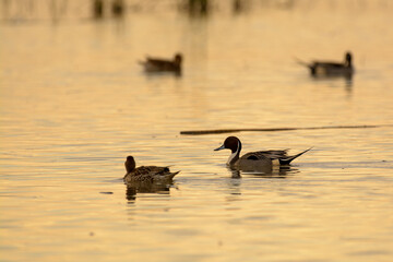 Nothern pintail drake male and hen female duck swimming