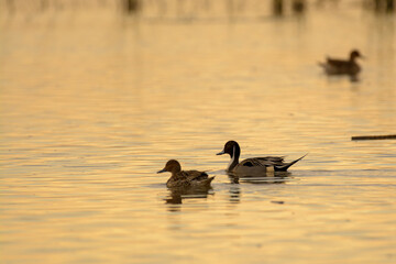 Nothern pintail drake male and hen female duck swimming