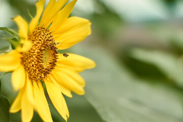 Sunflower natural background. Sunflower blooming. Close-up of sunflower.
