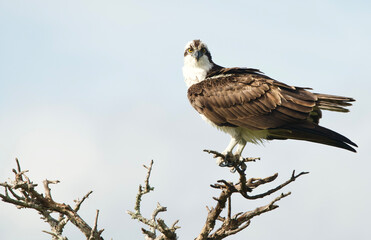Osprey perched while taking a break