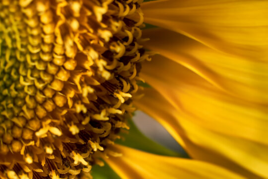 Sunflower close-up details. macro photo of sunflower. selective focus