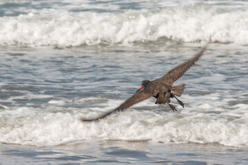 Black Oyster Catcher