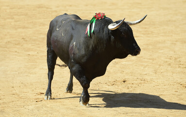 toro de lidia español con granes cuernos en una plaza de toros