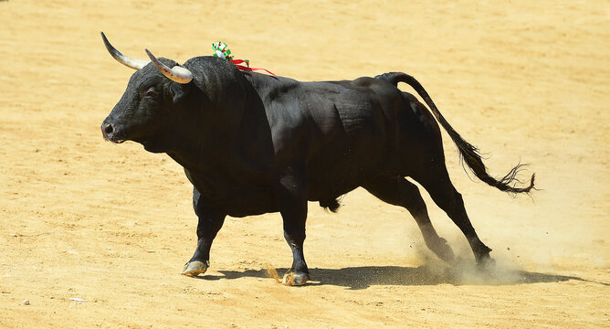 toro de lidia espa&ntilde;ol con granes cuernos en una plaza de toros