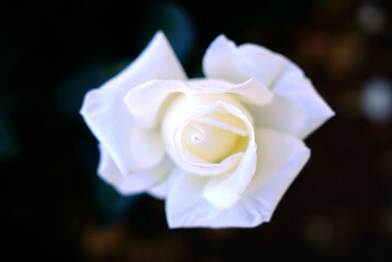 Delicate pure white rose flower with pink overtones, top view isolated against very soft dark background.