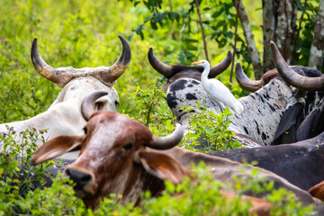 group of cows and bulls in the wild field together close up