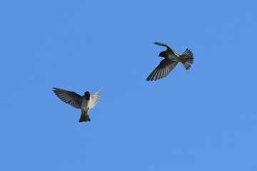 Image of bird in natural seting